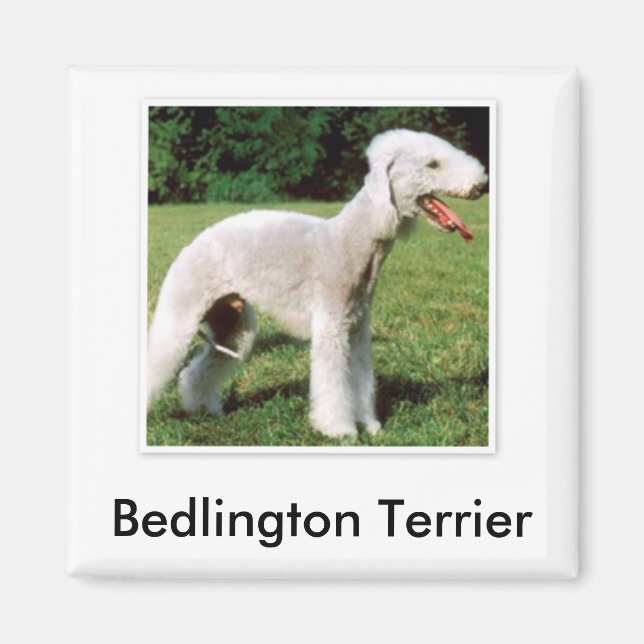 Íman Bedlington Terrier Magnet (Frente)