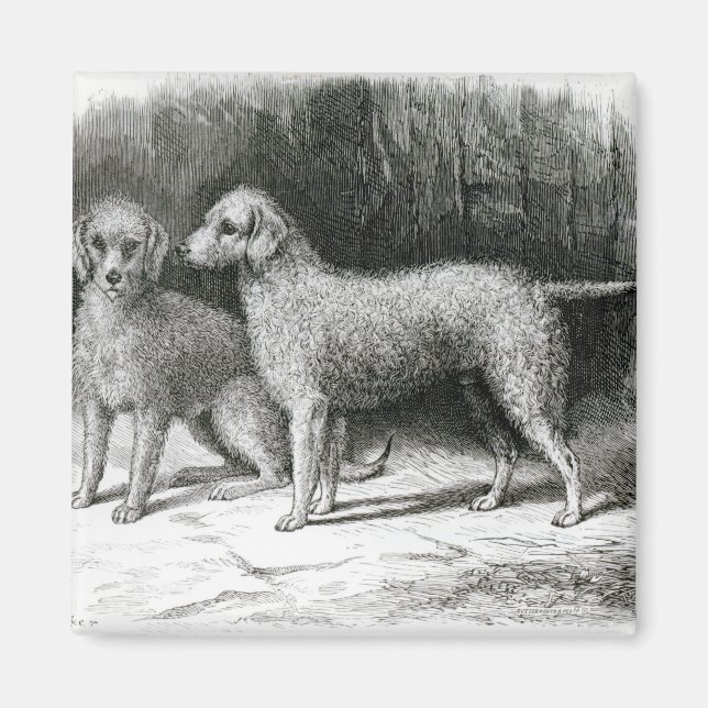 Íman Bedlington Terriers- F. Armstrong (Frente)