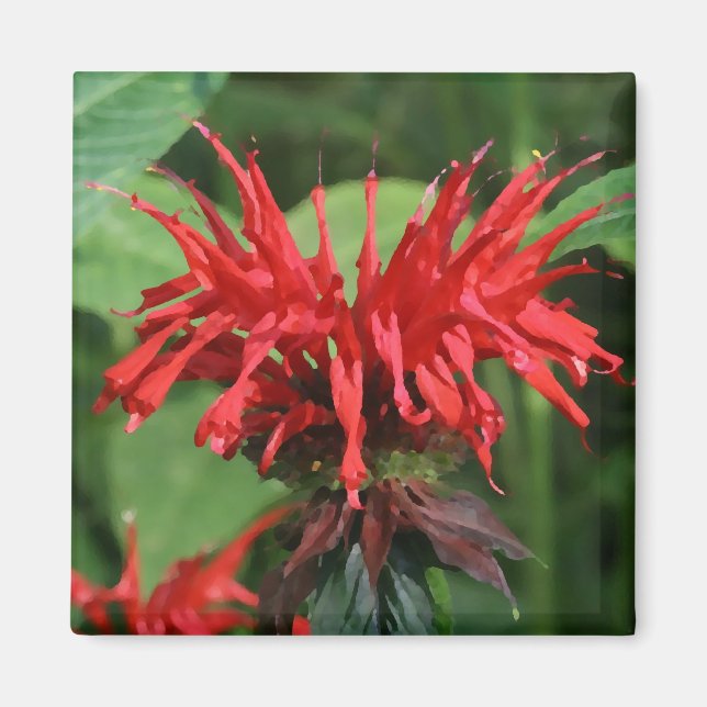 Íman Bee Balm Magnet (Frente)
