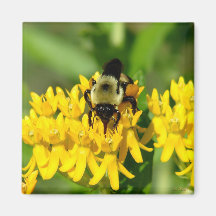 Bee Feasting on Butterfly Weed Wildflowers
