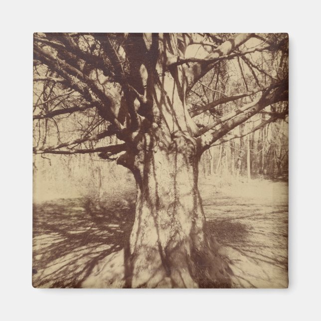 Íman Beech Tree (por Eugène Atget) (Frente)