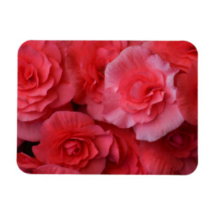 Íman Begonia rosa esmagadora
