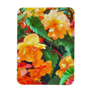 ÍMAN BEGONIAS
