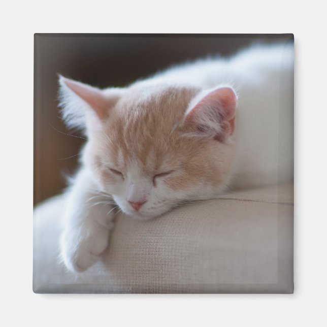 Íman Beige Cansado E Gatinho Branco (Frente)