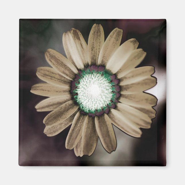 Íman Beige Rustic Daisy Magnet (Frente)