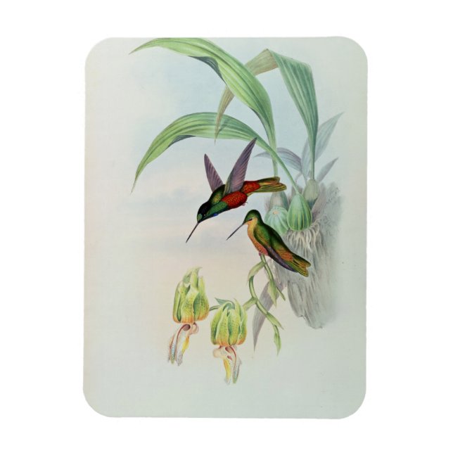 Íman Beija-flor-da-cara-estrela de Bonaparte (colorido  (Vertical)