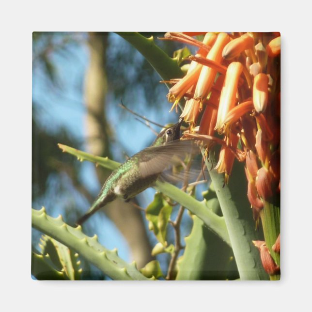 Íman Beija-flor-de-garganta-preta em Voo (Frente)