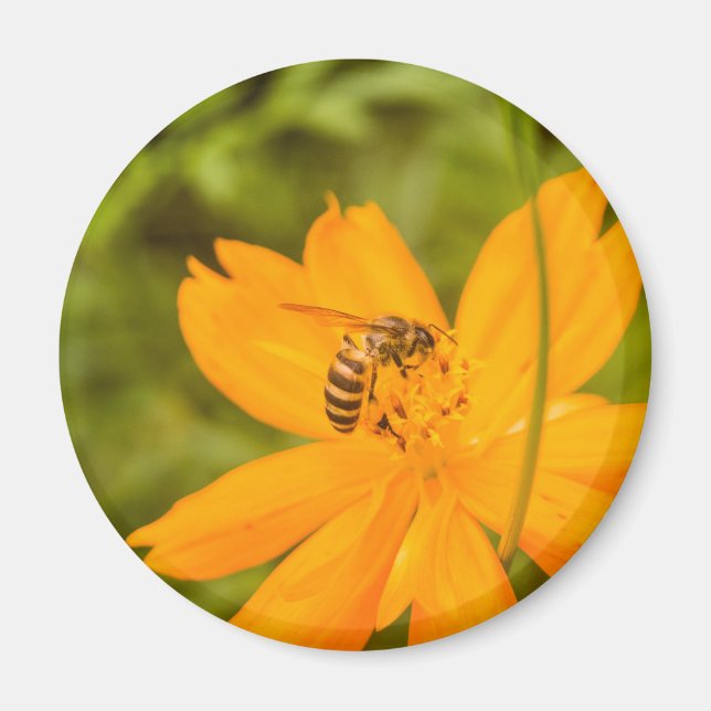 Íman Beija-flor em um Cosmos de Enxofre (Frente)