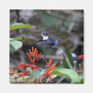Íman Beija-flor em Voo e Flores Vermelhas