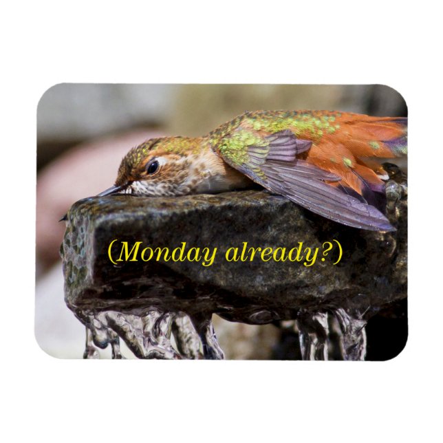 Íman Beija-flor-porco na água 2 (Horizontal)