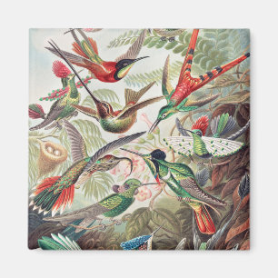 Íman Beija-flor, Trochilidae Kolibris por Ernst Haeckel