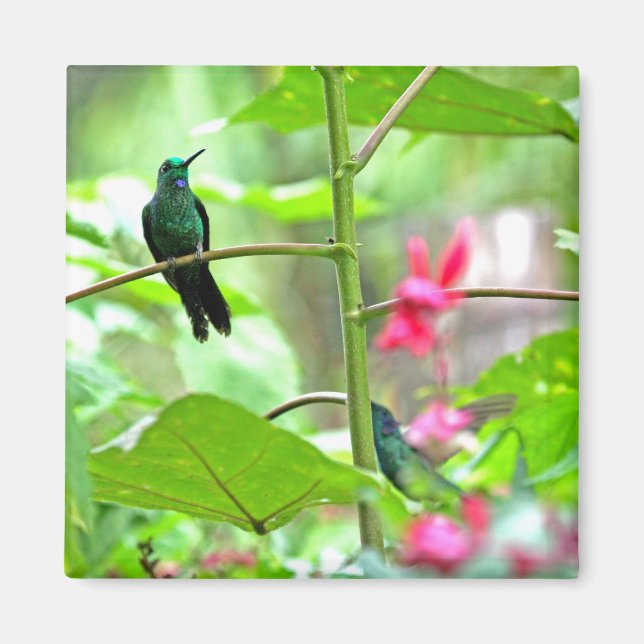 Íman Beija-flor Tropical e Flores (Frente)