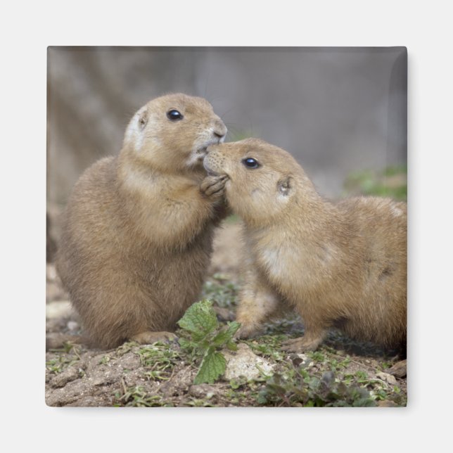 Íman Beija-me o Magnete Rápido (Frente)