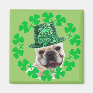 Íman Beije-me que eu sou ímã irlandês do buldogue