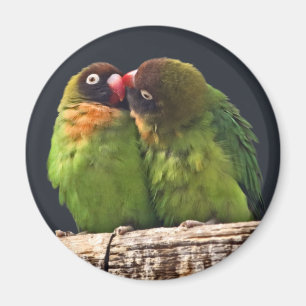 Íman Beijo de Agapornis Magner