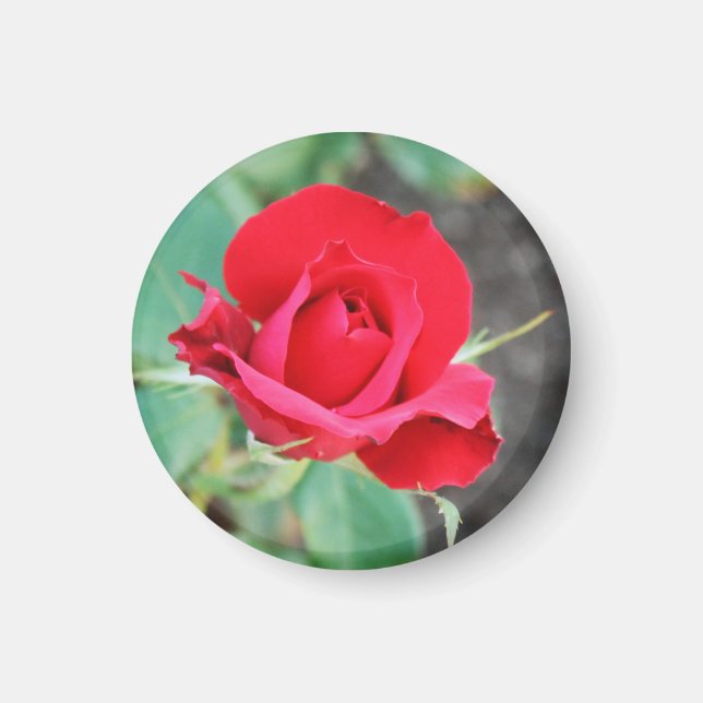 Íman Beijo de uma Rosa Vermelha   (Frente)