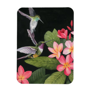 Íman Beijos da Plumeria
