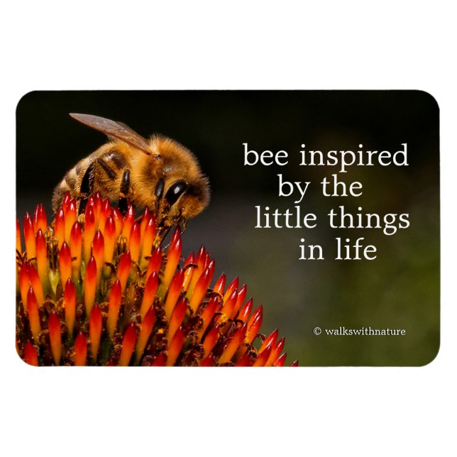 Íman Bela Abelha de Mel Polinizando um Coneflower (Horizontal)