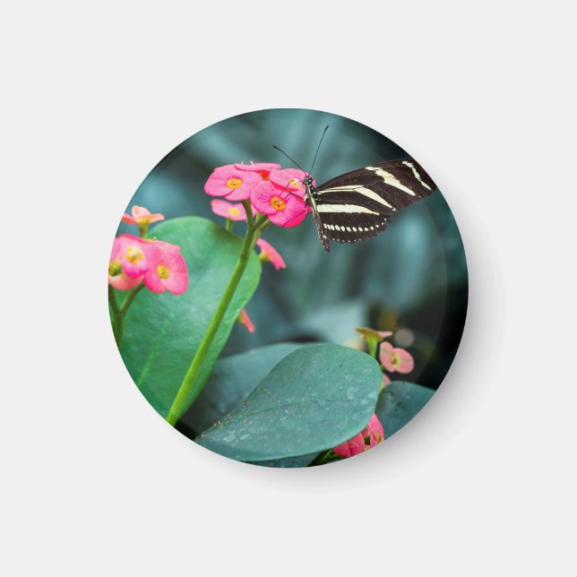 Íman Bela borboleta em uma flor rosa (Frente)