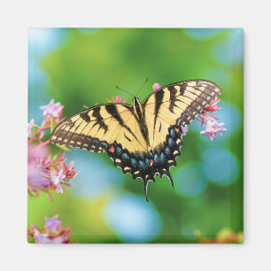 Íman Bela borboleta Swallowtail em flores bonito