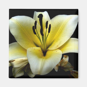 Íman Bela Flor Amarela Elegante no Preto