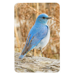 Íman Bela Montanha Bluebird