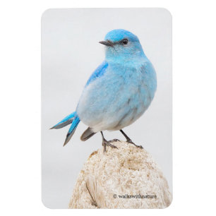 Íman Bela Montanha Bluebird
