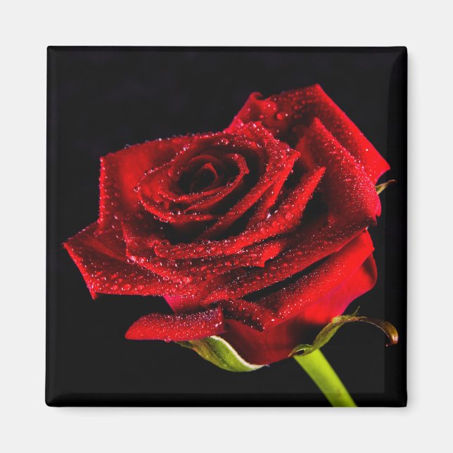 Íman Bela rosa vermelha (Frente)