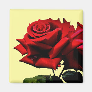 Íman Bela Rosa vermelha Flor Flor de Flor Aniversário
