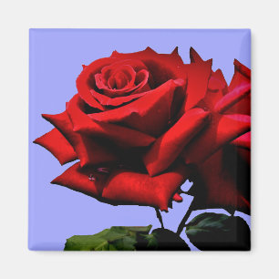 Íman Bela Rosa Vermelha Natureza Floral