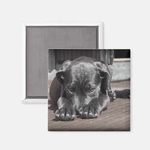 Íman Bela Trevo, Grande Dane Puppy