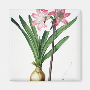 Íman Beladona do Amaryllis, de "Les Liliacees", engrav