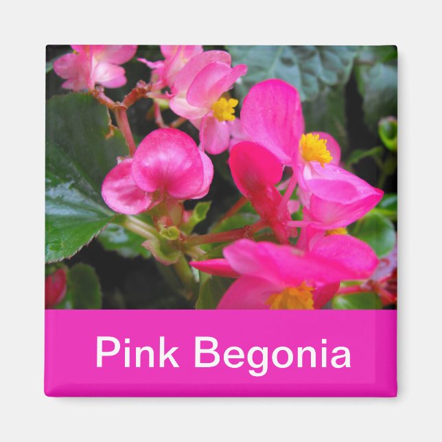 Íman belas flores de begônia rosa (Frente)
