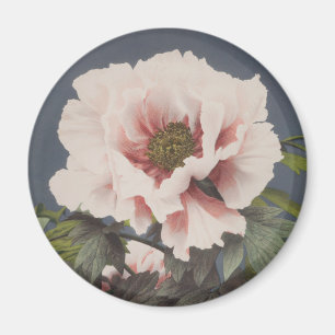 Íman Belas impressões fotomecânicas das Flores de Pen