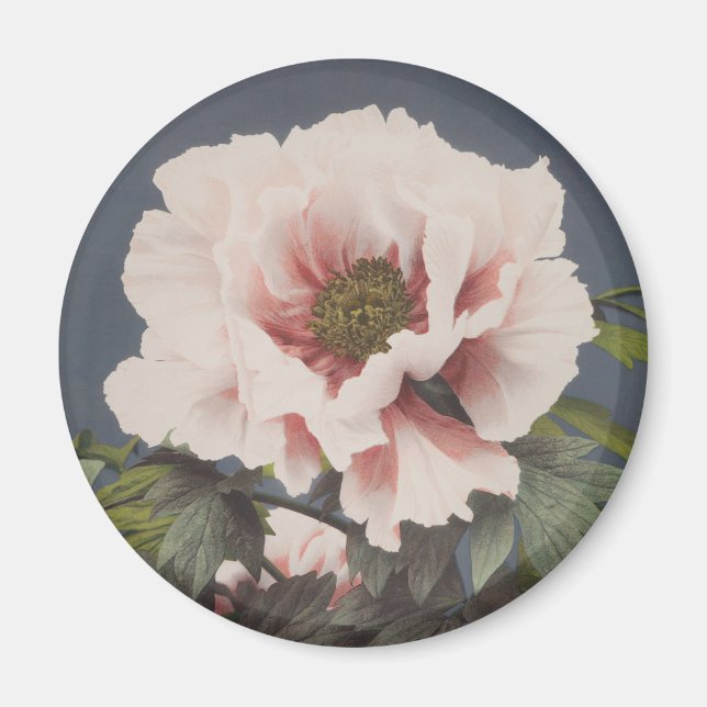 Íman Belas impressões fotomecânicas das Flores de Penas (Frente)