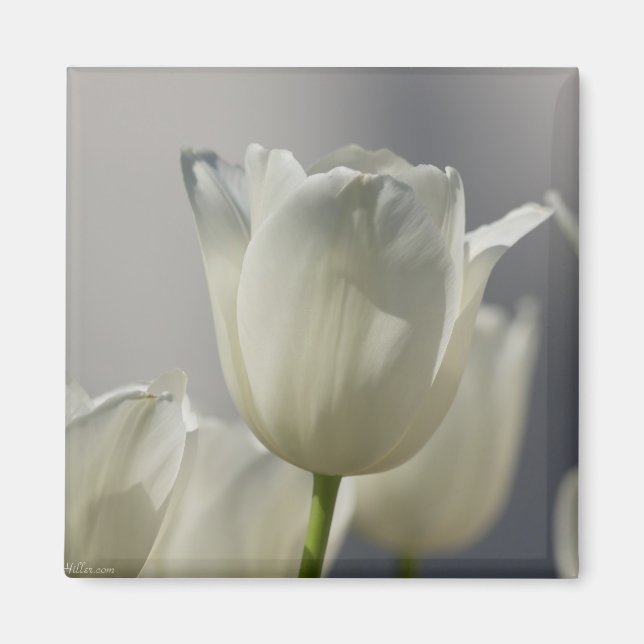 Íman Belas Tulipas Brancas de Primavera (Frente)
