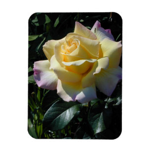 Íman Beleza amarela do jardim de rosas da paz