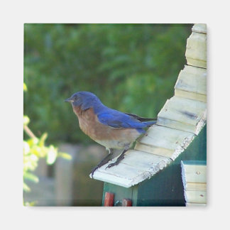 Íman Beleza Bird