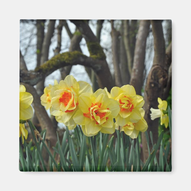 Íman Beleza daffodil amarela (Frente)
