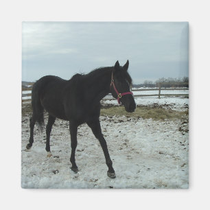 Íman Beleza de Black Stallion