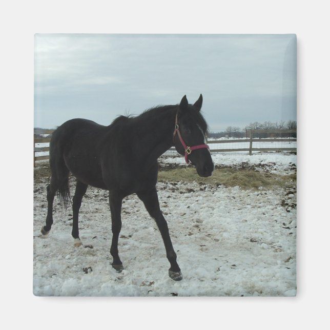 Íman Beleza de Black Stallion (Frente)