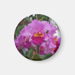 Íman Beleza de Orquídea