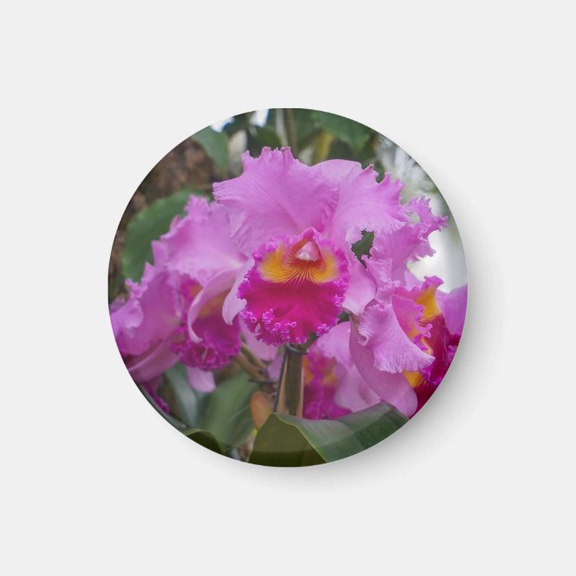 Íman Beleza de Orquídea (Frente)