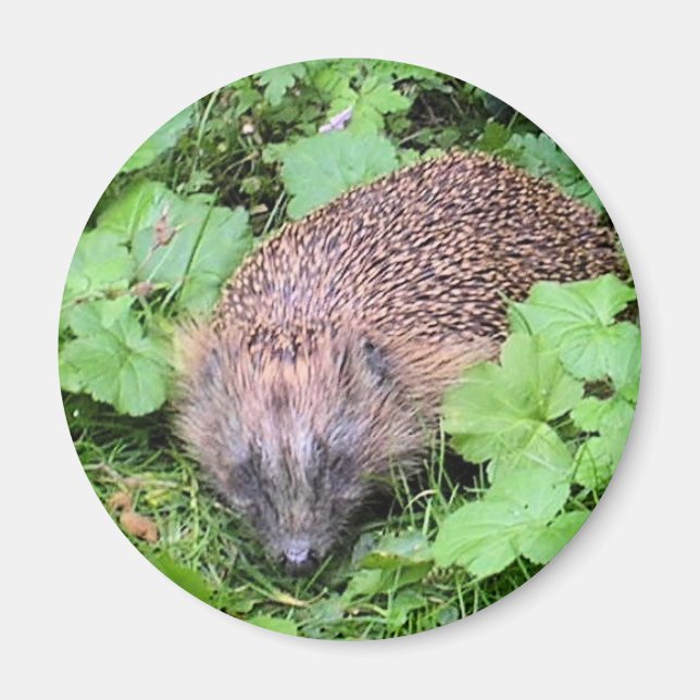 Íman Beleza Dormindo (Frente)