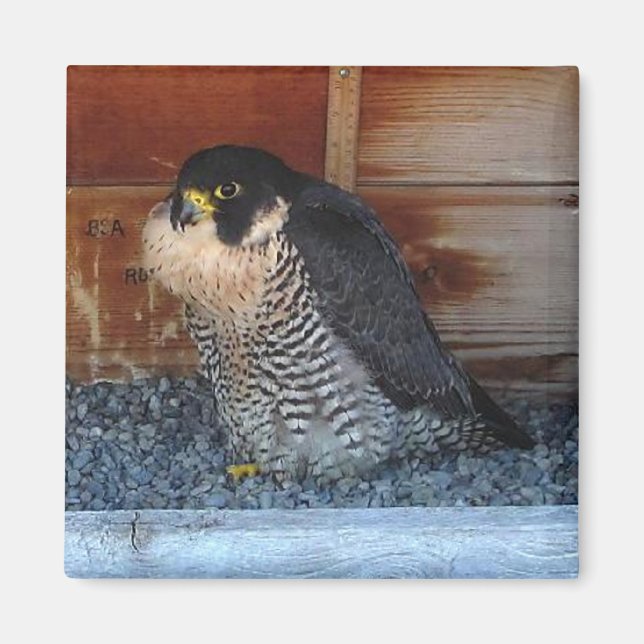 Íman Beleza Magnet (Frente)