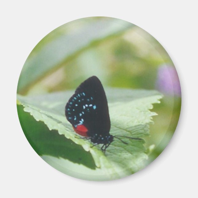Íman Beleza Negra - Borboleta Atala - ímã (Frente)