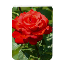 Beleza Rosa