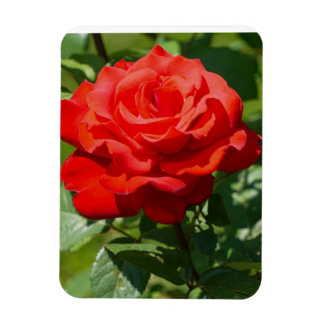 Íman Beleza Rosa