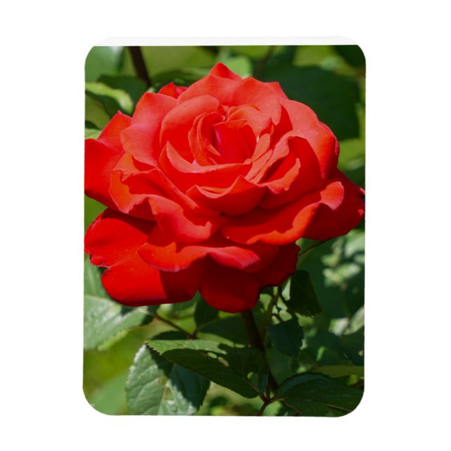 Íman Beleza Rosa (Vertical)