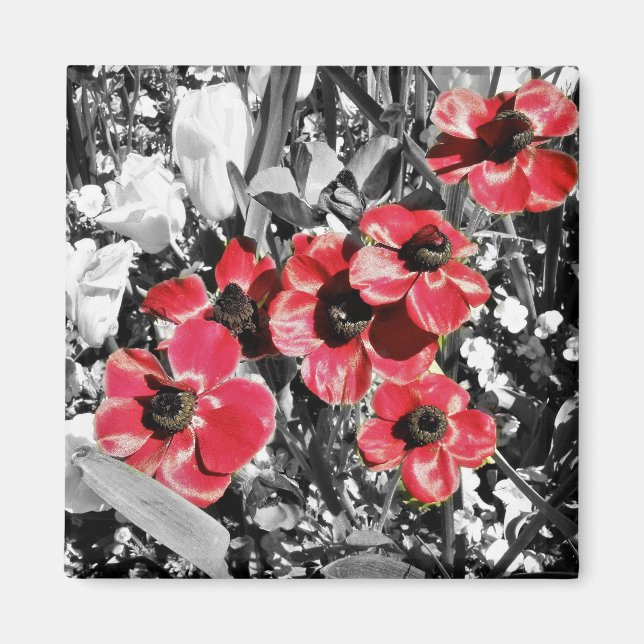 Íman Beleza Seletiva - Anemone Blossoms Magnet (Frente)